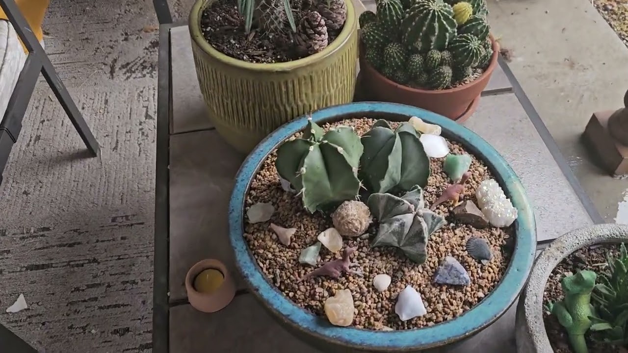 Rainy day desert plants front porch tour