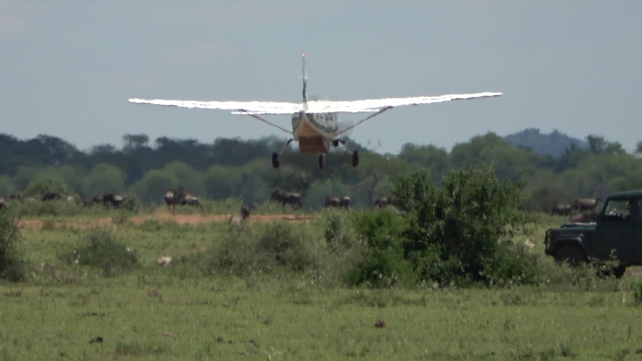 Airplane aborted landing - wildebeest on runway - Grumeti Airstrip Serengeti