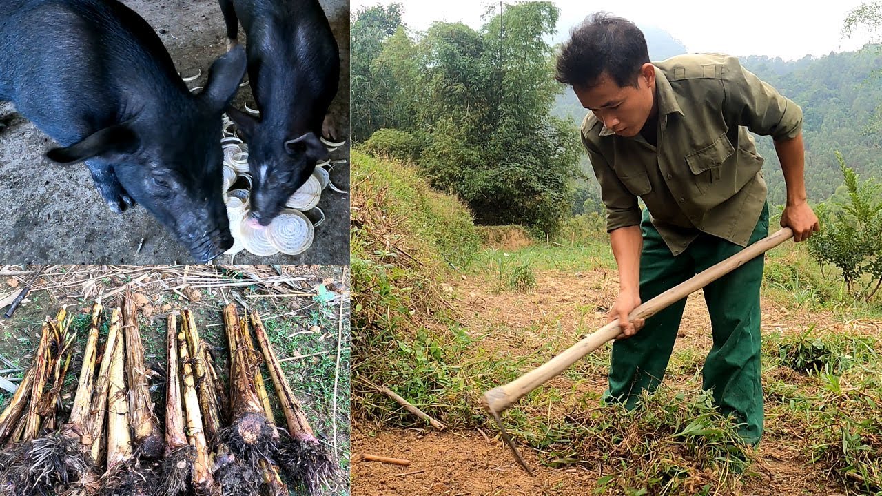 Plant forest bananas, renovate the garden to have food for animals,survival - Forest Life CT| Ep 100