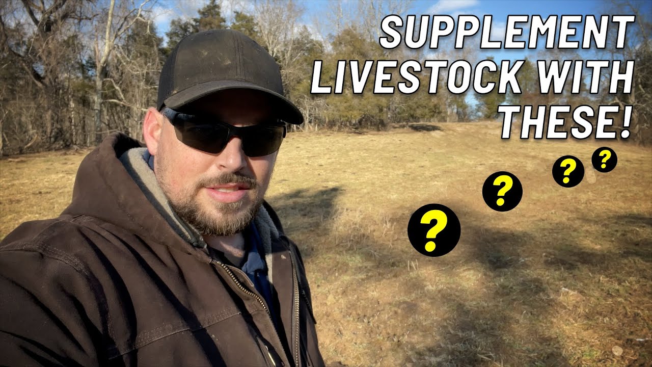 Supplement Your Cattle with THIS During Winter Feeding