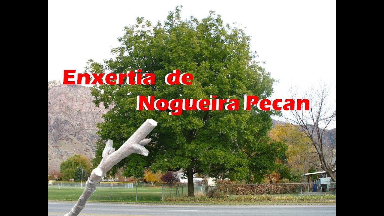 Enxertia de Nogueira Pecan - enxertia de garfo ou fenda cheia e de borbulha
