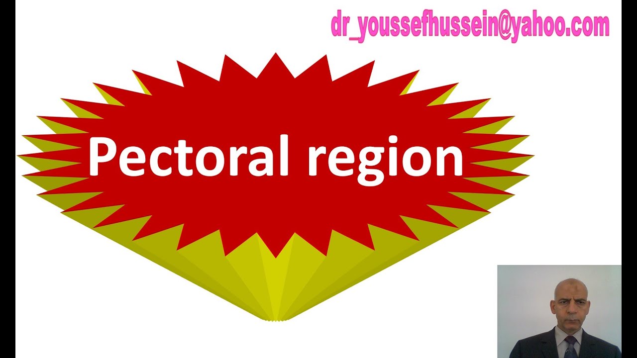 4. Muscles of pectoral region - Clavipectoral fascia- Serratus anterior