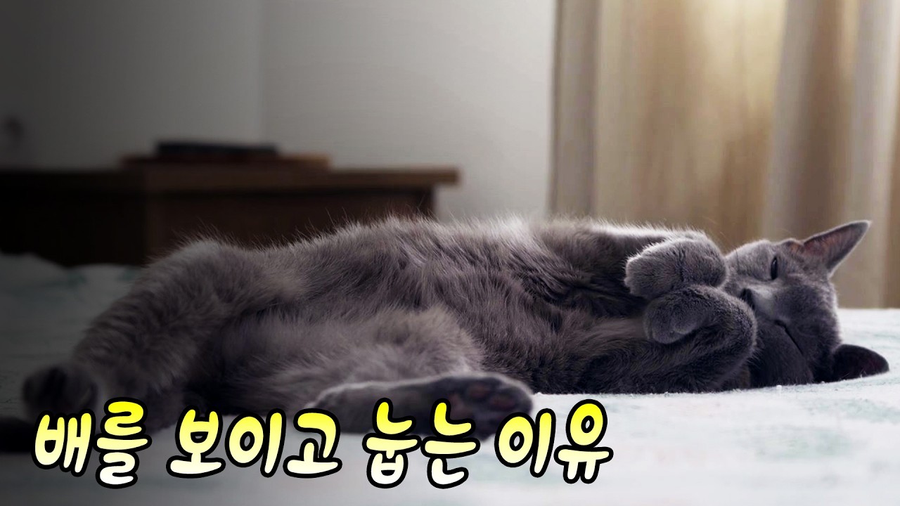 내가 만진 곳을 바로 다시 핥는 고양이, 내 냄새가 싫어서일까?