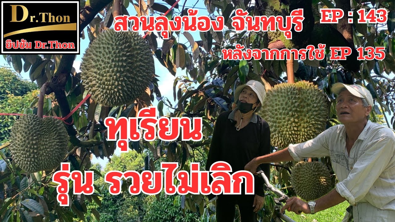 ชมสวนลุงน้อง ทุเรียน รุ่นรวยไม่เลิก ต่อจาก EP 135 (143) ยิปซัม Dr.Thon โทร.099-425-6888