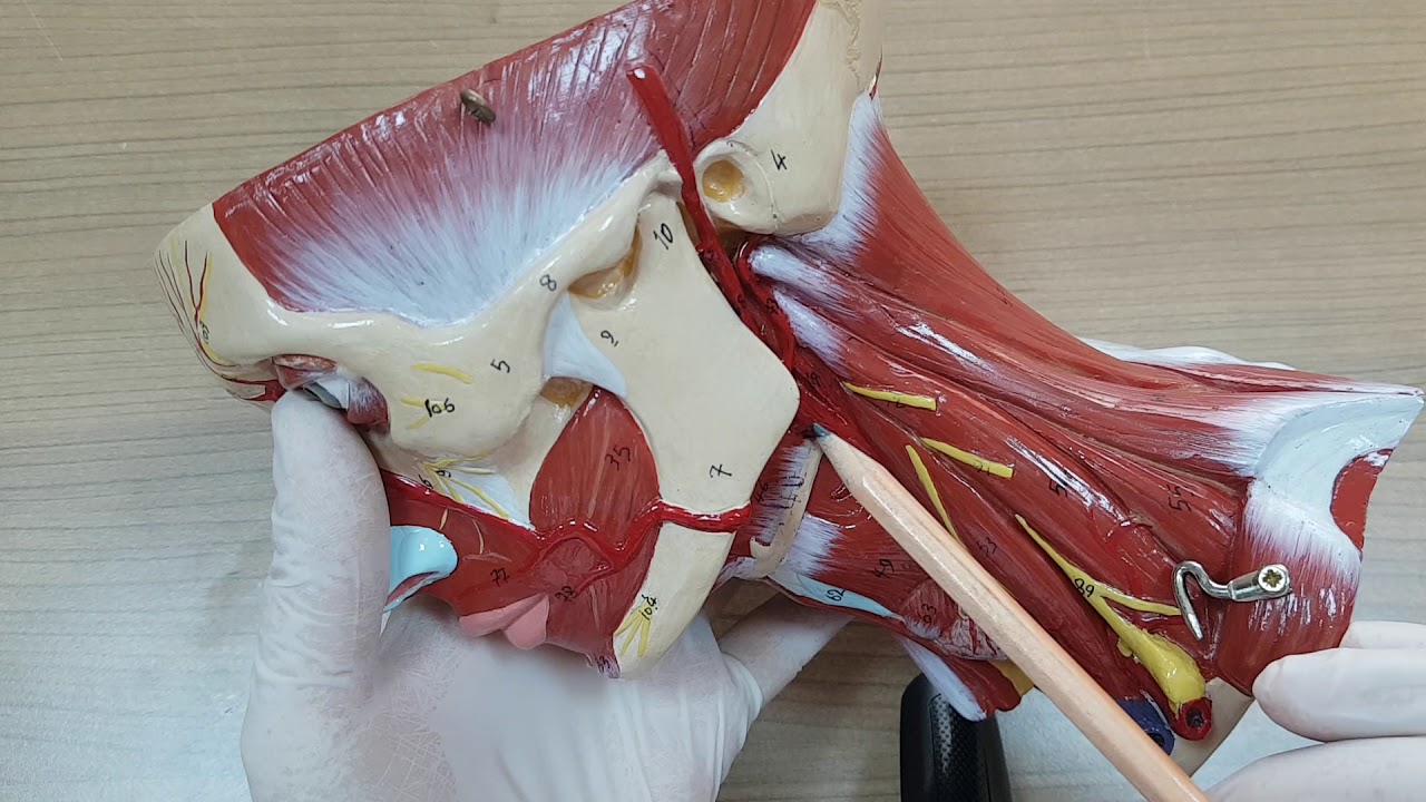 Arcus Aorta, A.subclavia ve dalları, baş-boyun arterleri