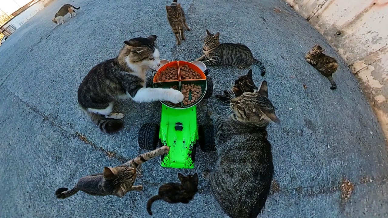 Cat Food Delivery for Cats with RC Car