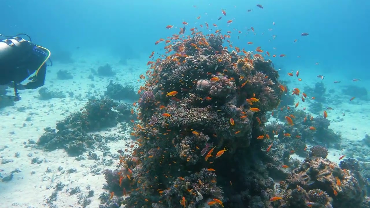 Scuba Diving Hurghada | Shaab Abu Ramada West 21.01.22  (January 2022) (4k UHD)