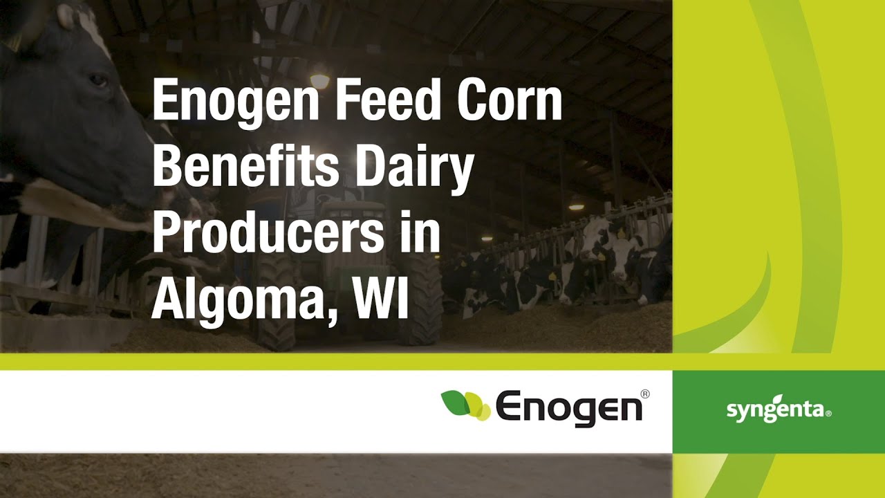 Enogen Feed Corn Benefits Dairy Producers in Algoma, WI