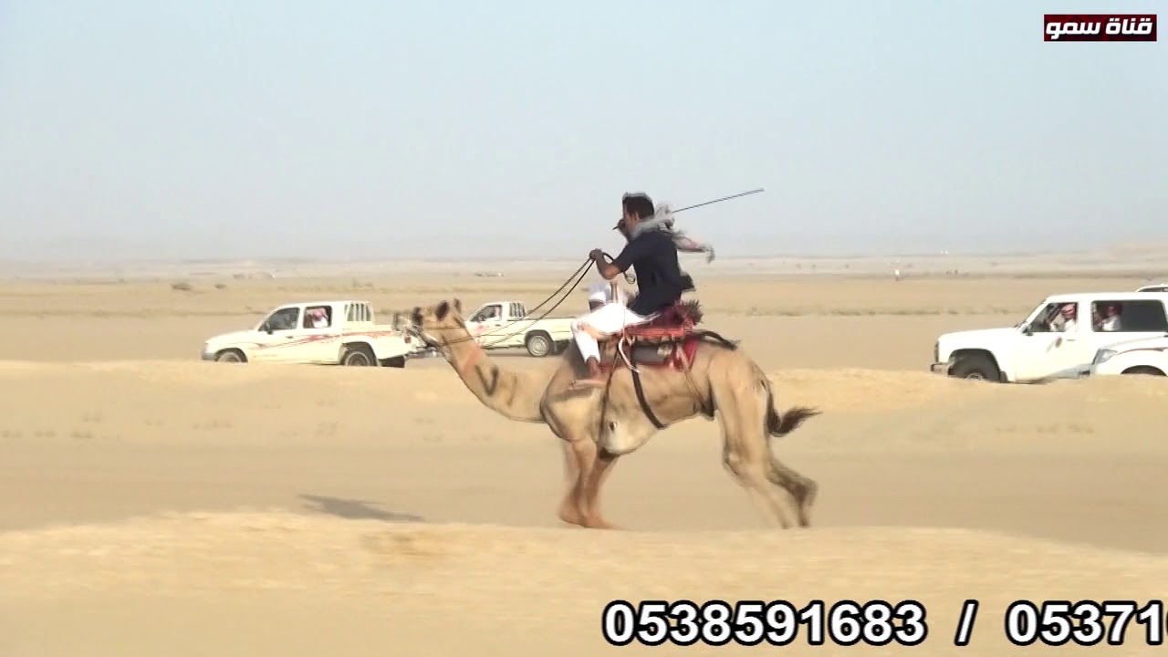 سباق الهجن الجنوبى باملج  بمسافة 8 كيلو  -   برعاية قناة سمو