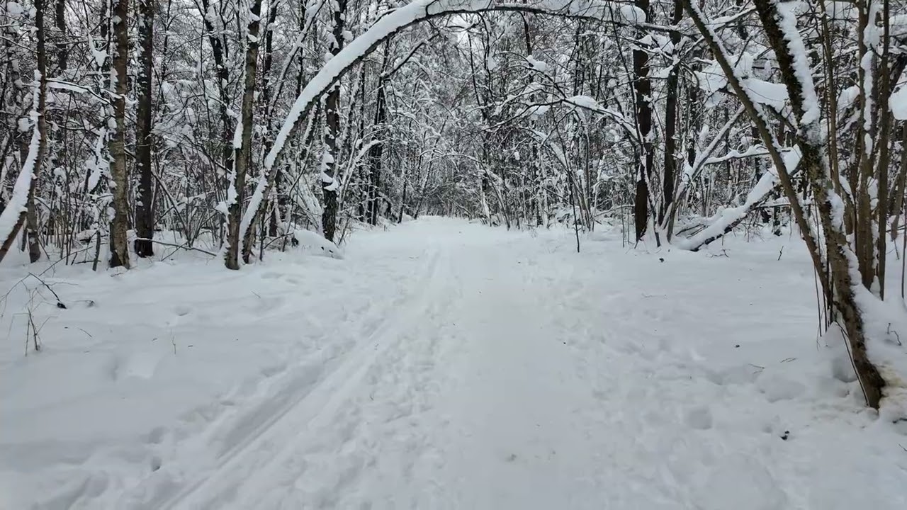 Морозное утро в заснеженном лесу