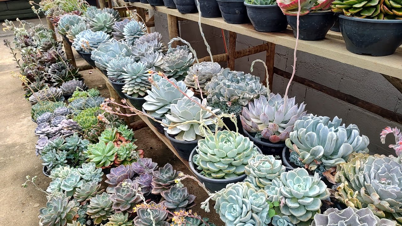 As branquelas do cantinho do Dani