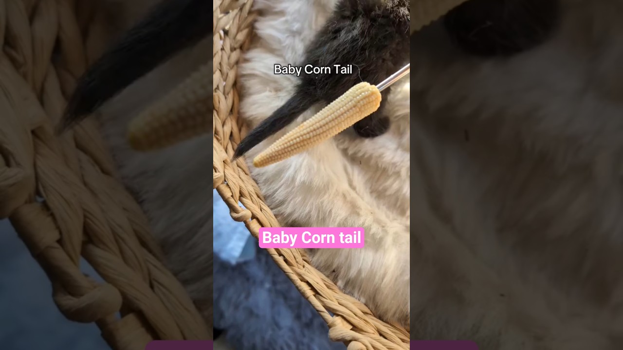 Important PSA #babycorncat #kitten