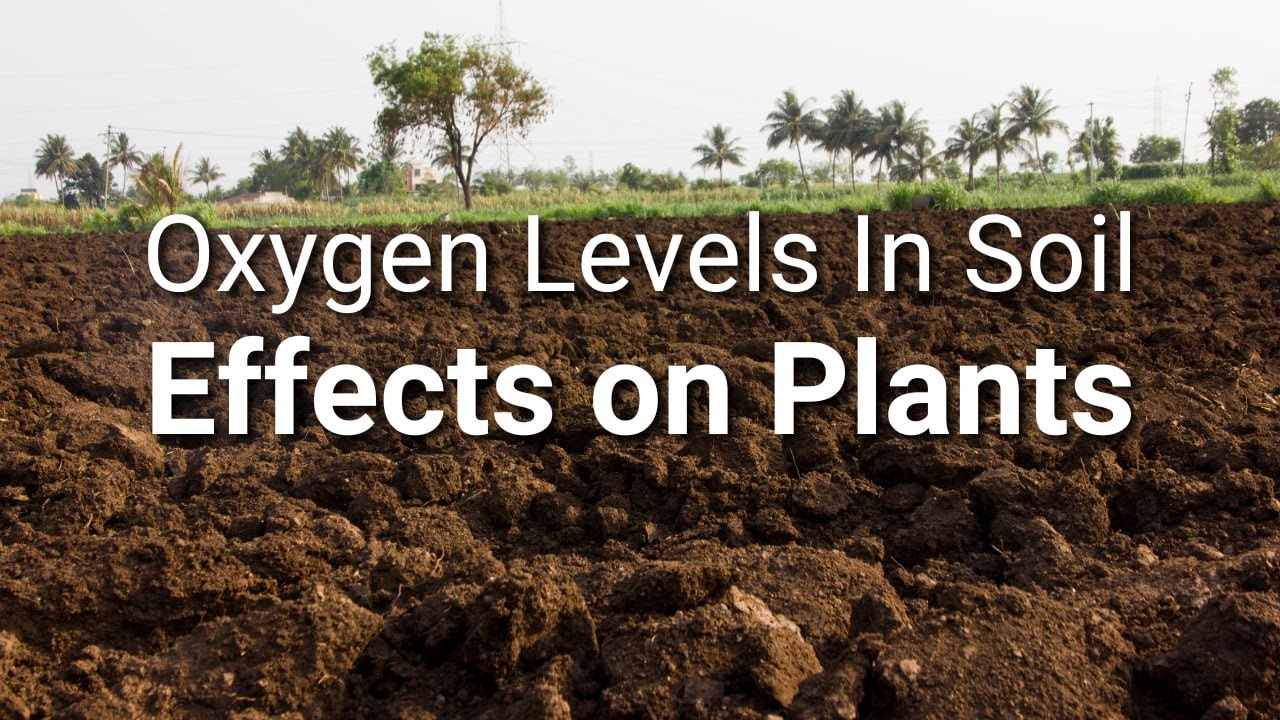 Oxygen Levels in Soil