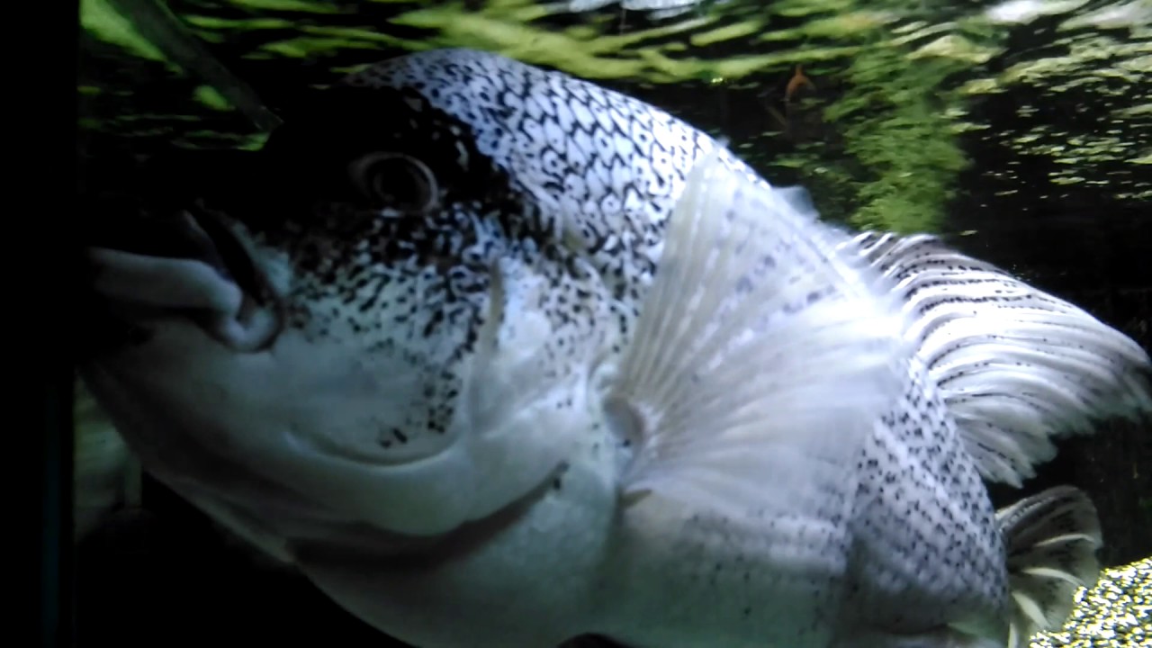 Fish room tour Feb  2017 American cichlids.