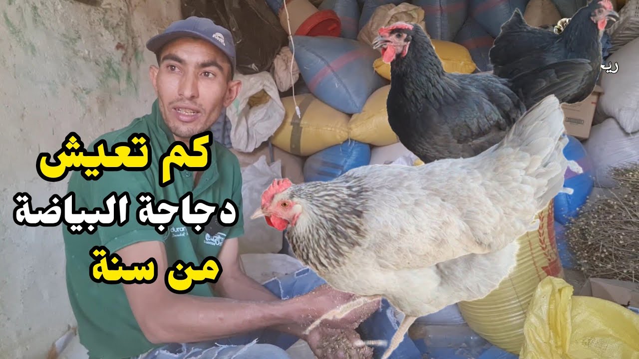 دجاجة البياضة عداد سنة خدمة كم تعيش دجاجة  من سنة 