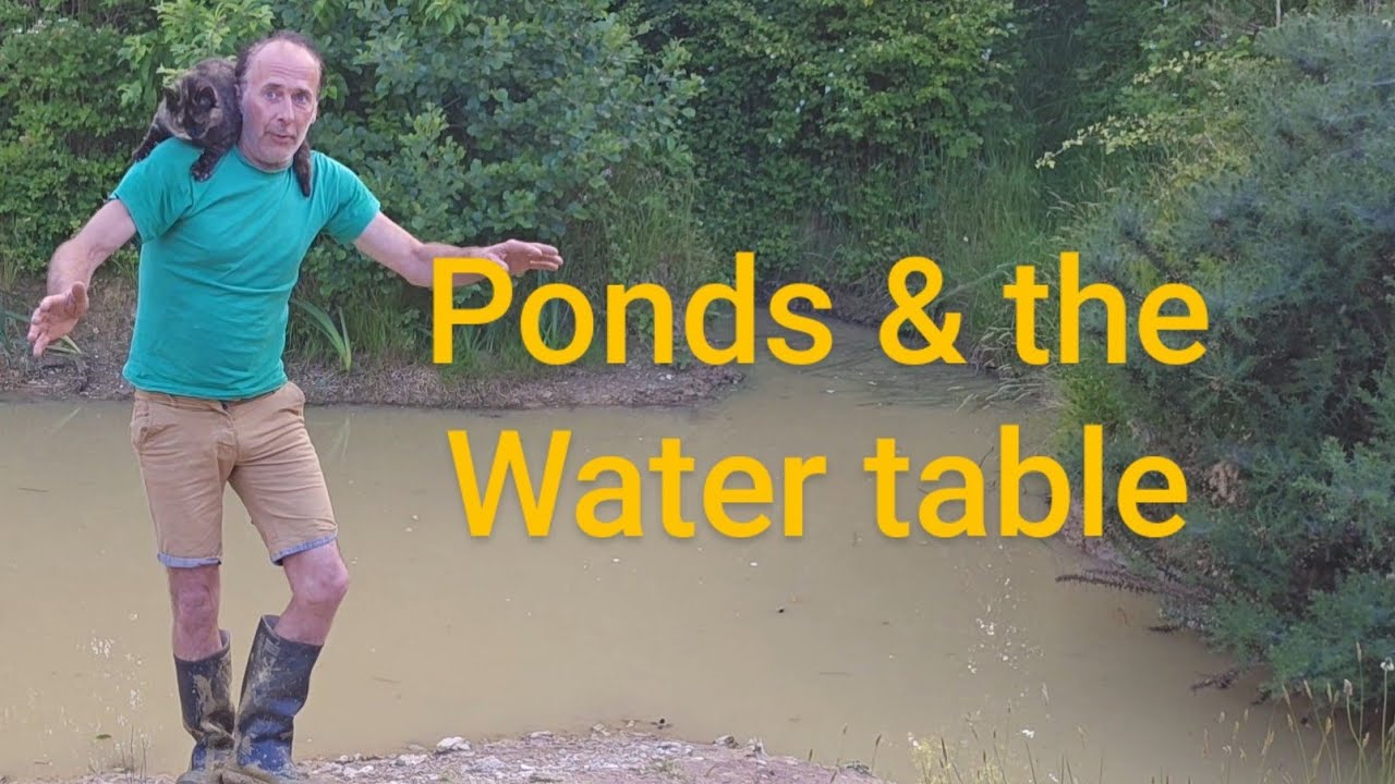 Do ponds affect the water table? #permaculture #geography #adventure #nature #landscaping #cat