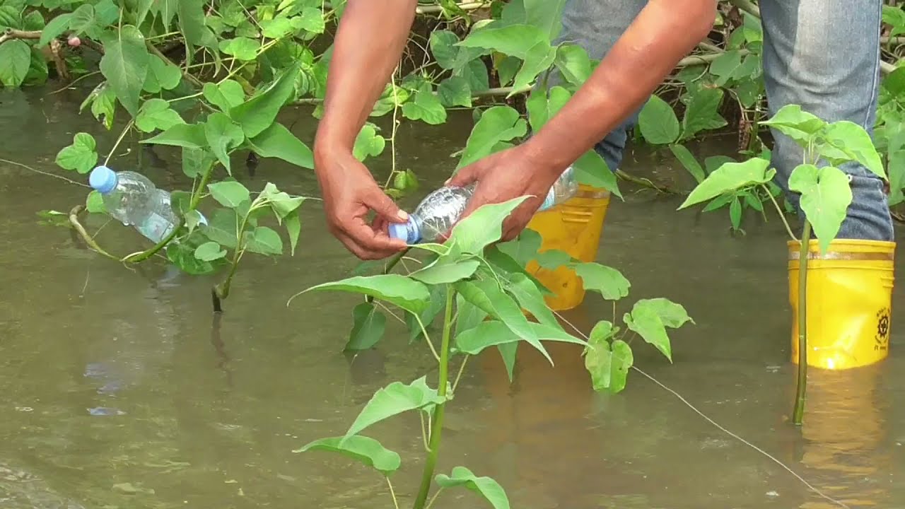 Amazing Plastic Bottle Hook Fish Trap | Best Hook Fishing Trap Method Using Bottles and Hooks