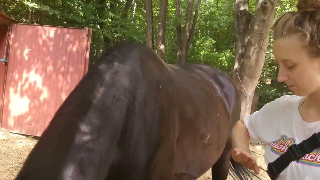 Koń gryzie i wchodzi w człowieka,roczny konik polski, spacer po lesie