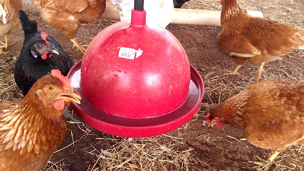 Bebedouro pendular, barato e eficiente, Recomendo!