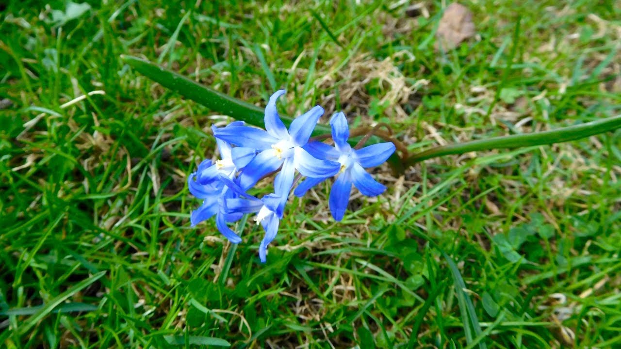 What to Know About Scilla Siberica. Common Names- Siberian Squill, Sapphire Star, or Wood Squill