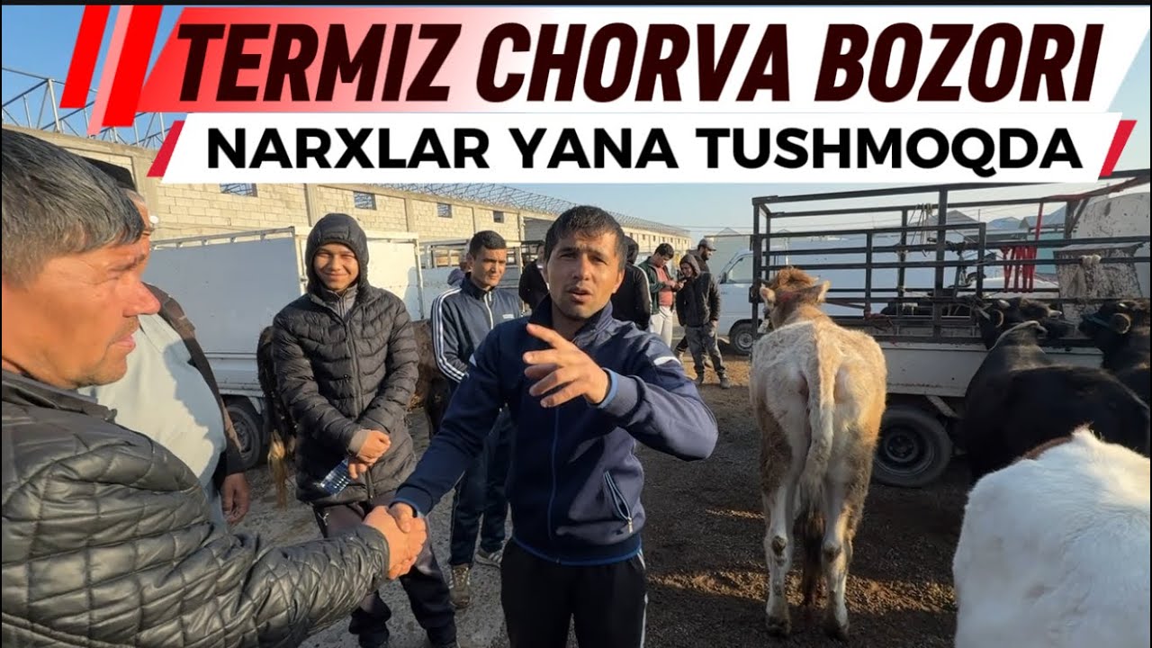 TERMIZ MOL BOZORI NARXLAR QANDAY