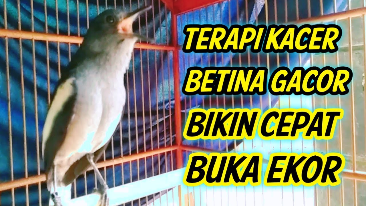 TERAPI KACER BETINA GACOR BIKIN KACER CEPAT BUKA EKOR !! KACER GACOR FULL ISIAN.