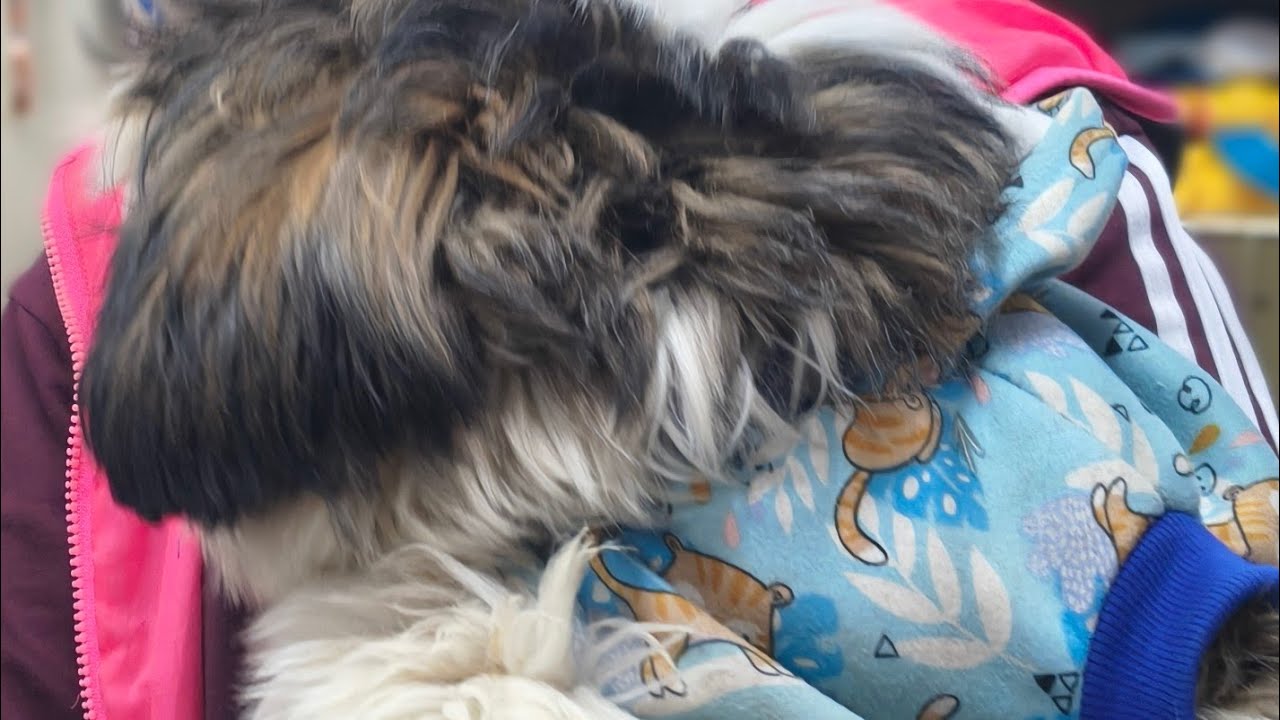 Today we went out to buy food for our dog 🐕❤️#dog#dogloversdog #viral #dailyvlog #doglife 