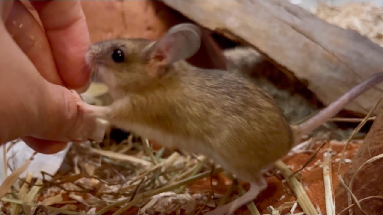My mice hop like tiny kangaroos