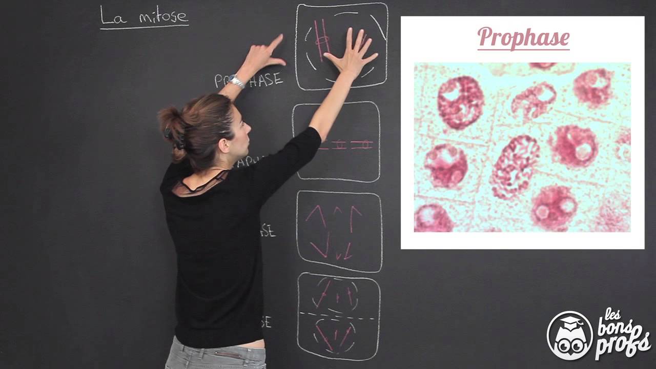 La mitose - SVT - 1ère - Les Bons Profs