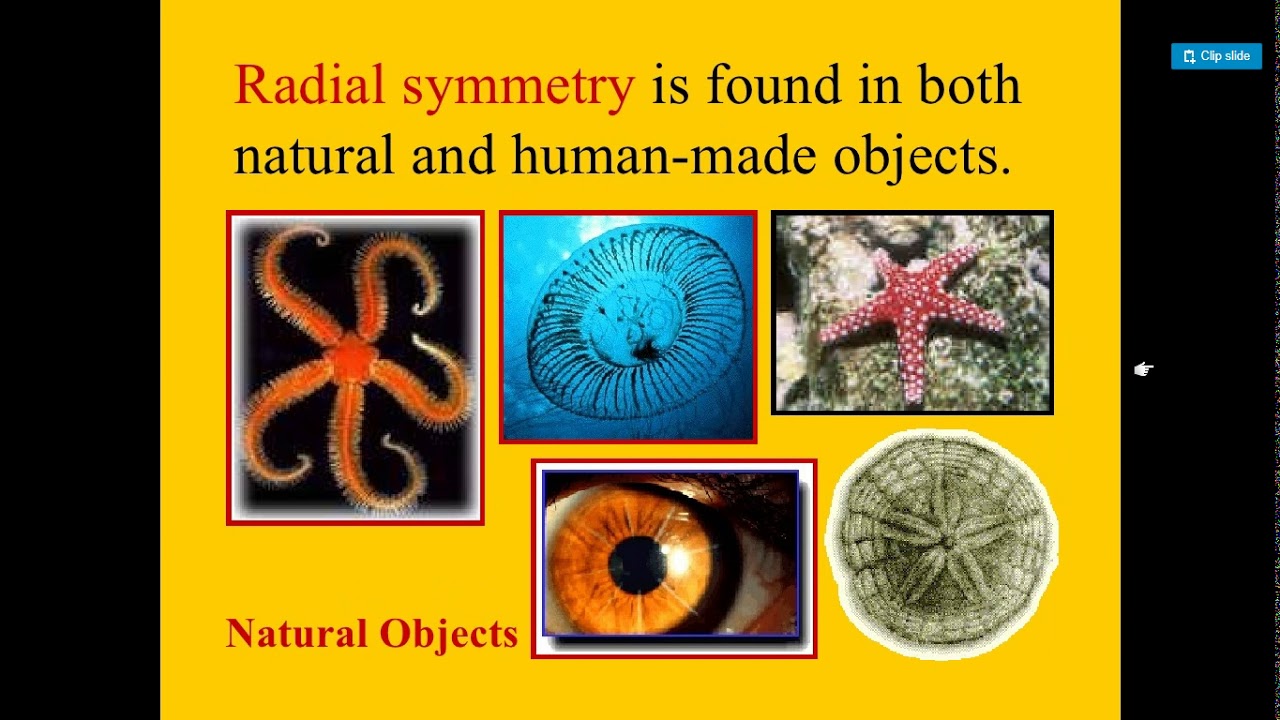 Radial Symmetry 4th