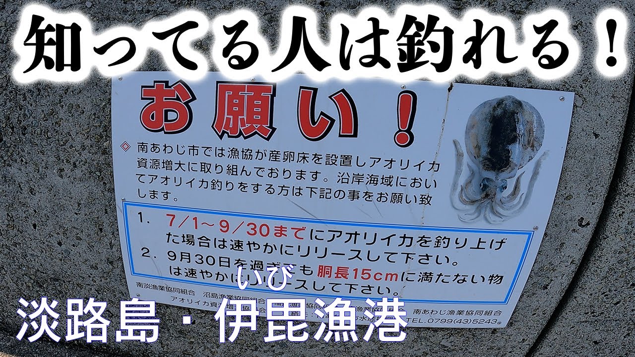 【釣り場動画#112】淡路島のエギング漁港は車横付けもできて穴釣りも面白い場所（伊毘漁港）