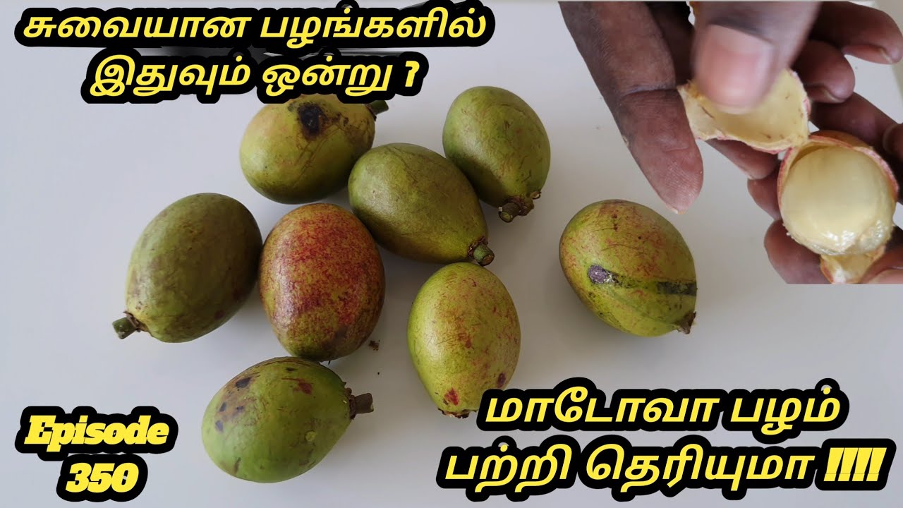 மாடோவா பழம் விசாயம் பற்றி அறிவோம் # Matoa Fruits grow #Pometia pinnata Cultivation Explain Tamil