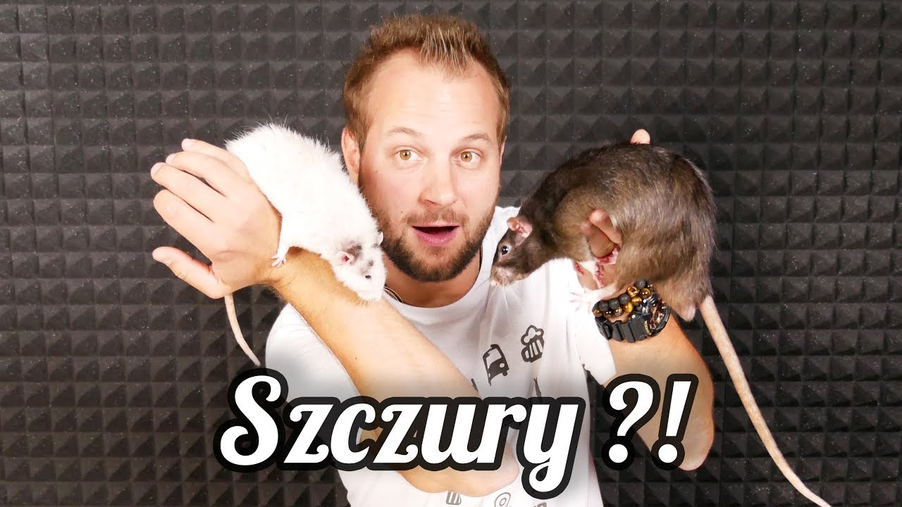 CIEKAWOSTKI O HODOWLI SZCZURA W DOMU