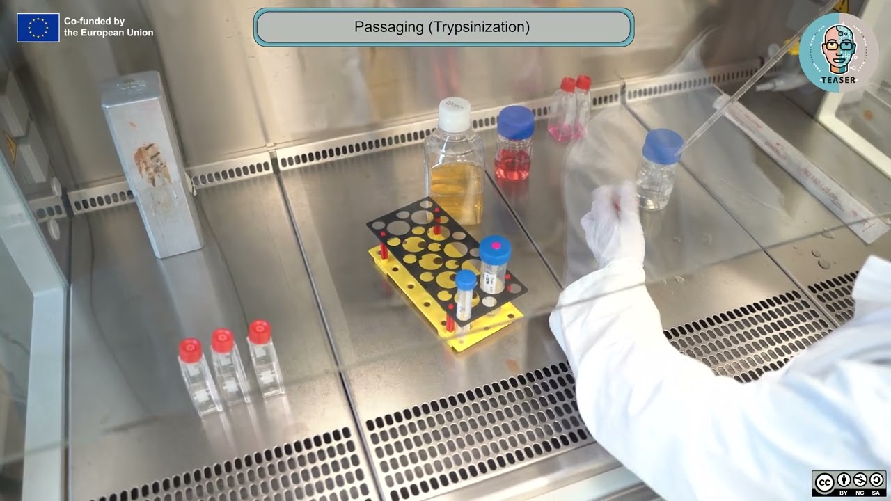 Learnscenario Biology - passaging of the L 929 Cells