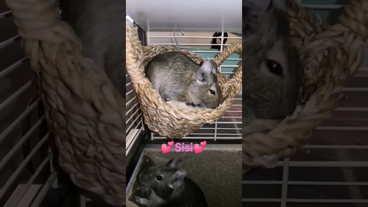 Sisi💕💕💕 the life of degus‼️‼️ #funny #animals #degu #pet #shorts