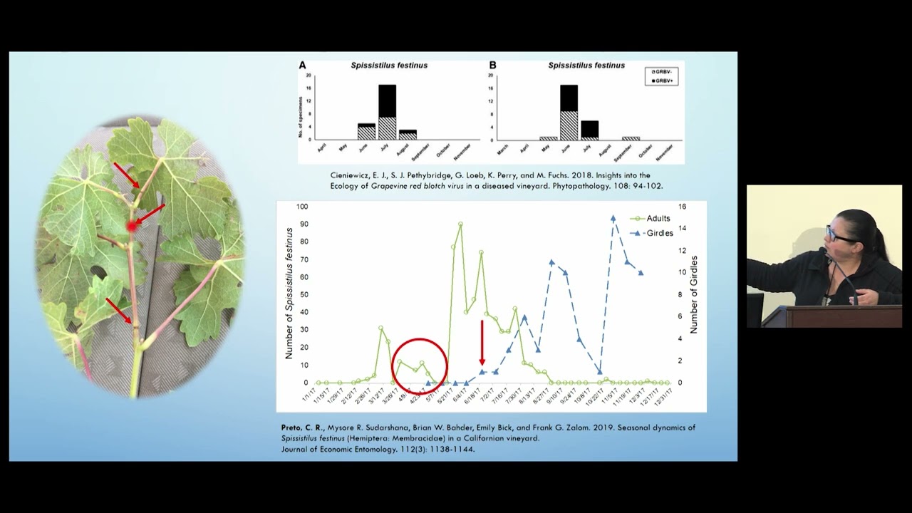 Use a Model to Time Ground Cover Management that Disrupts 3-cornered Alfalfa Hopper life cycles
