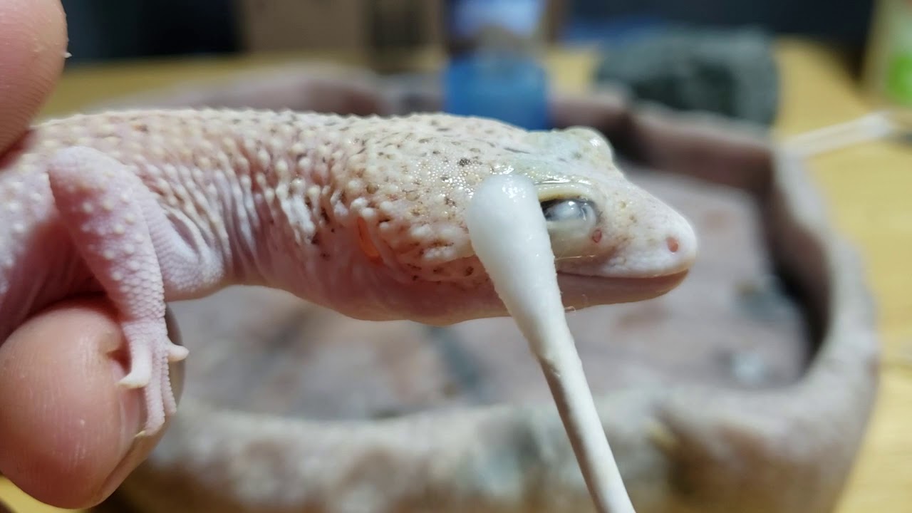 Reptile Eye Cleaning