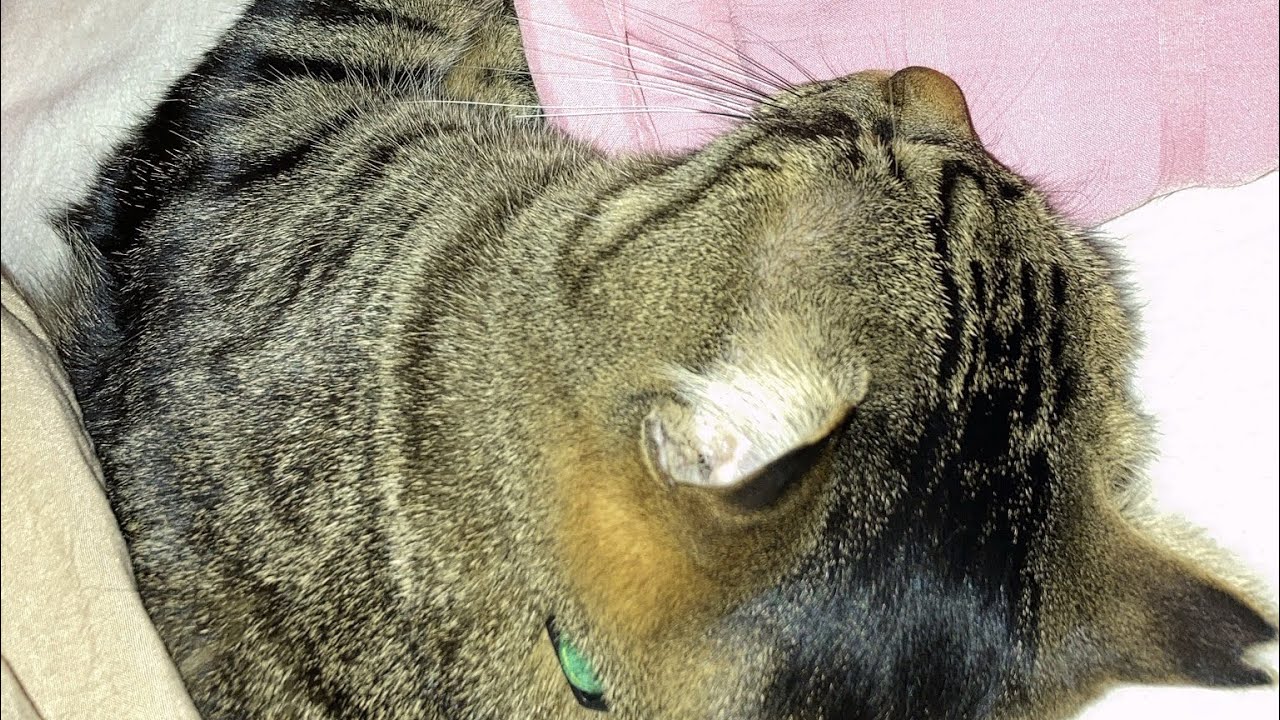 mac 処理中　すやすや　ルイちゃん　#cat #鍵しっぽ猫 　#猫　#キャット　#ねこ　#キジトラ 