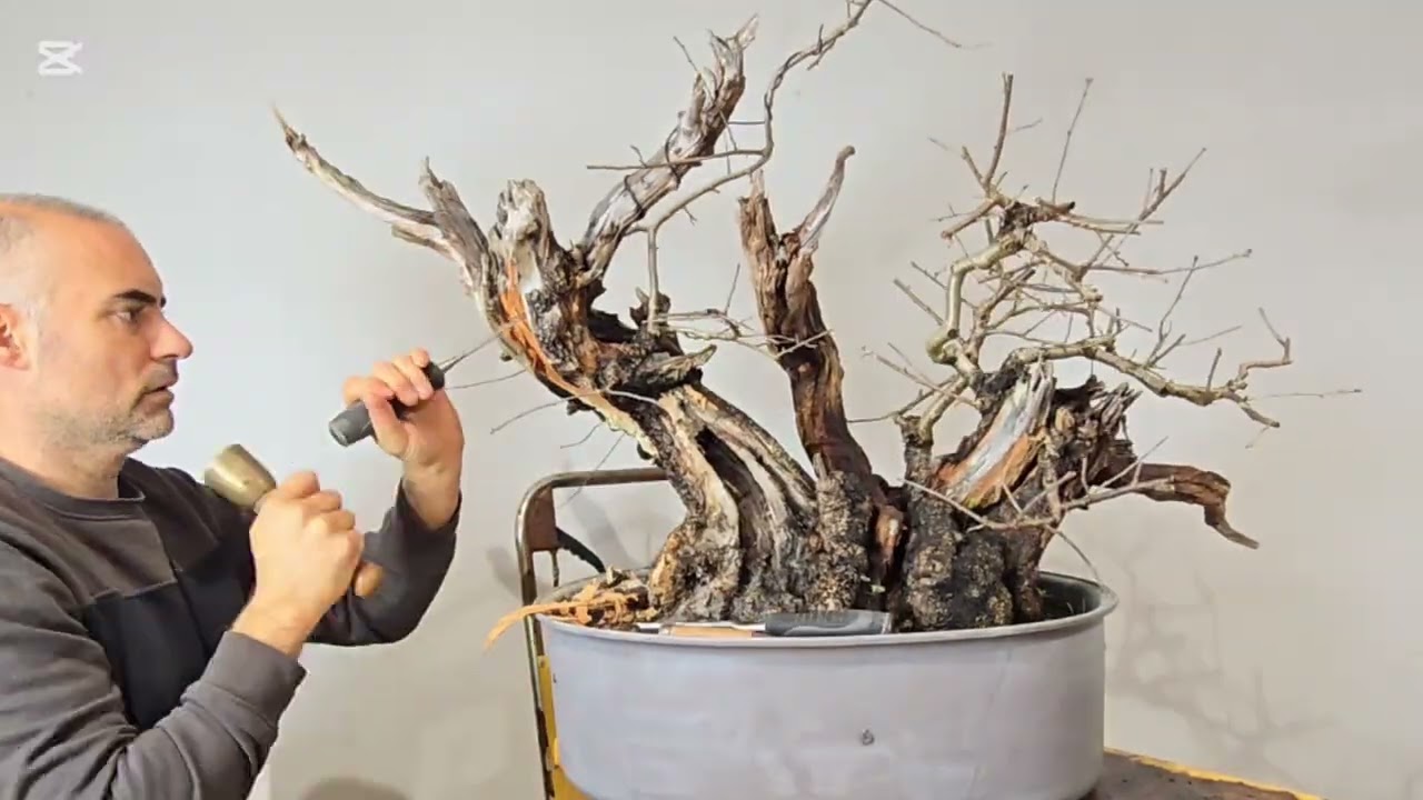 Preparando un prunus para un cliente
