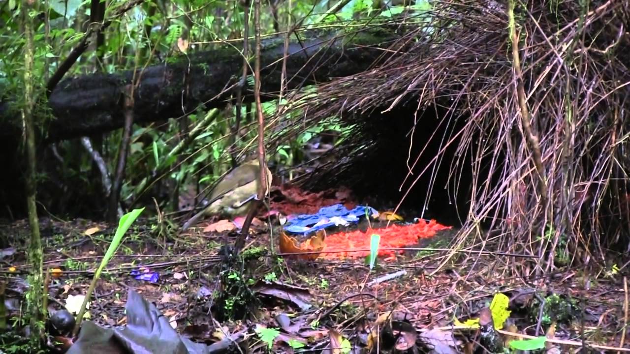jardinier brun - oiseau de paradis