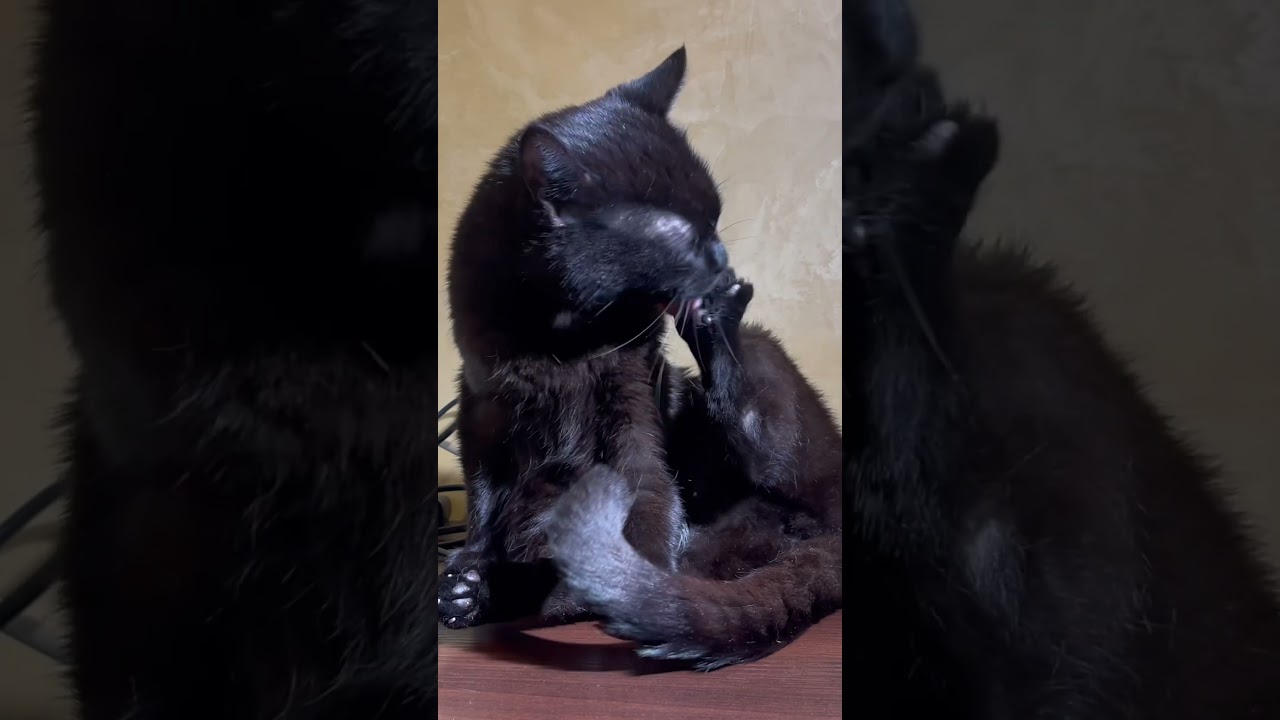 Lakshmy the Cat ) Purring Cat ASMR sounds. Sweet cat Purring for Relaxation and Lucky Thursday 03