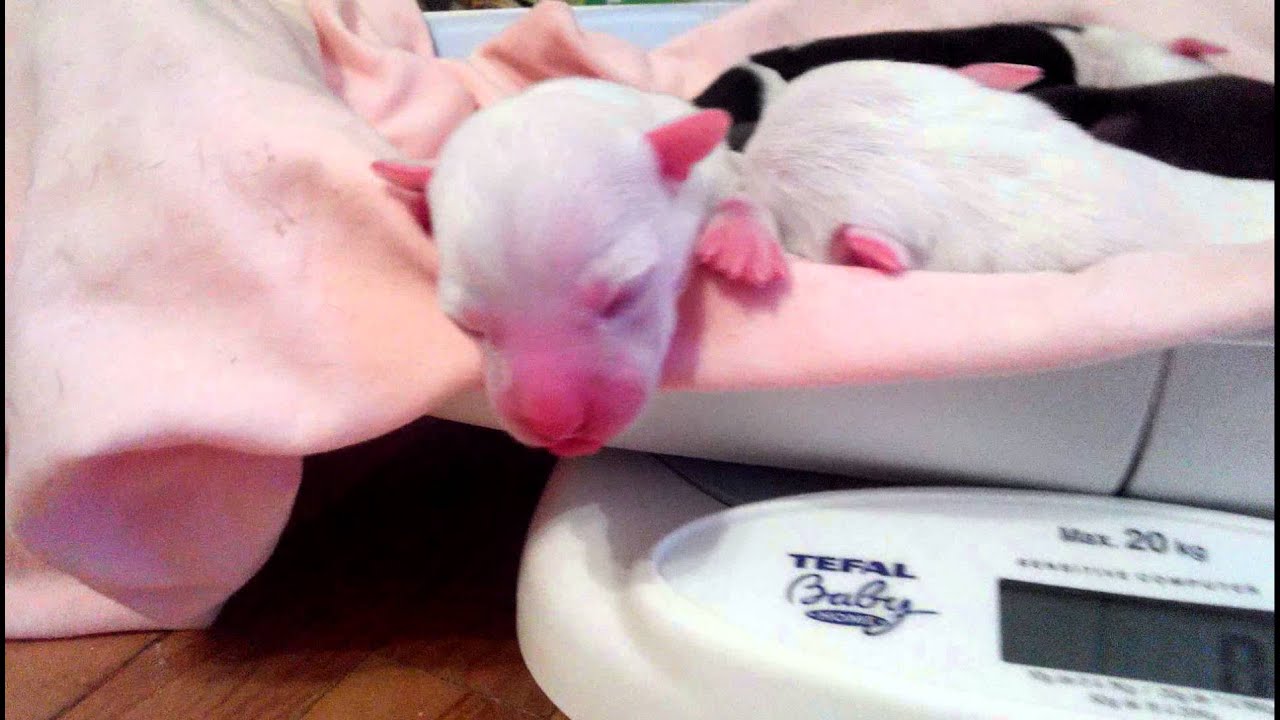 1 day puppies 09/06/2014 Dali & Pandora