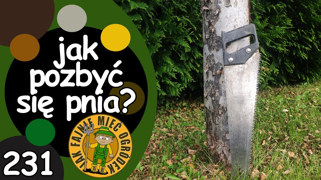 #231 Jak usunąć drzewo (pień) tak by nie pozostał po nim ślad?