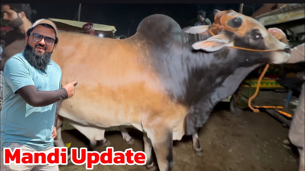 Cow Mandi desi bachre | sahiwal cholistani bachre | qurbani 2025 | Lahore cow Mandi shapur kanjra