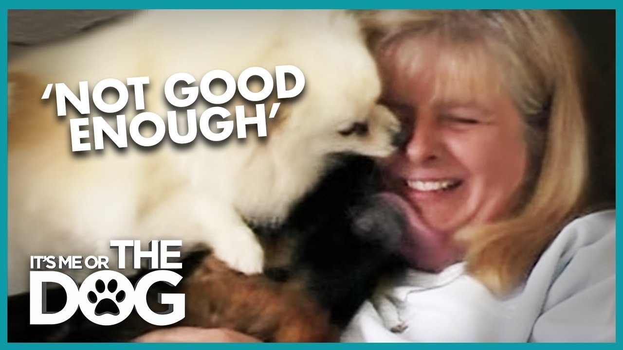 How to Get Your Dogs Off the Couch | It's Me or the Dog