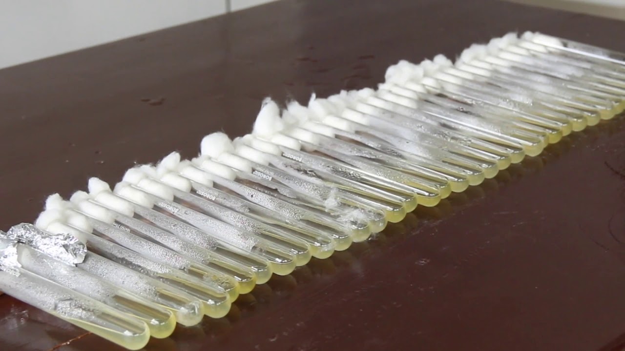 Low cost mushroom spawn production technology,part-2