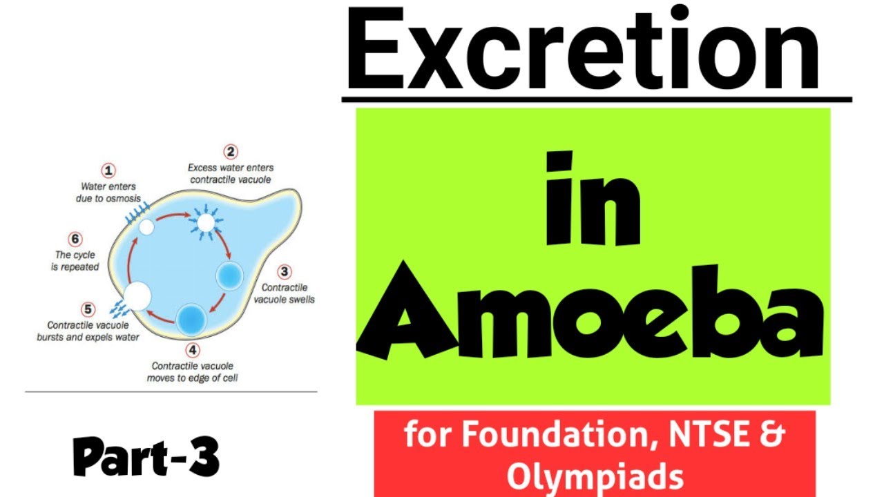 Excretion in Amoeba | Excretion | NTSE Foundation & Olympiads