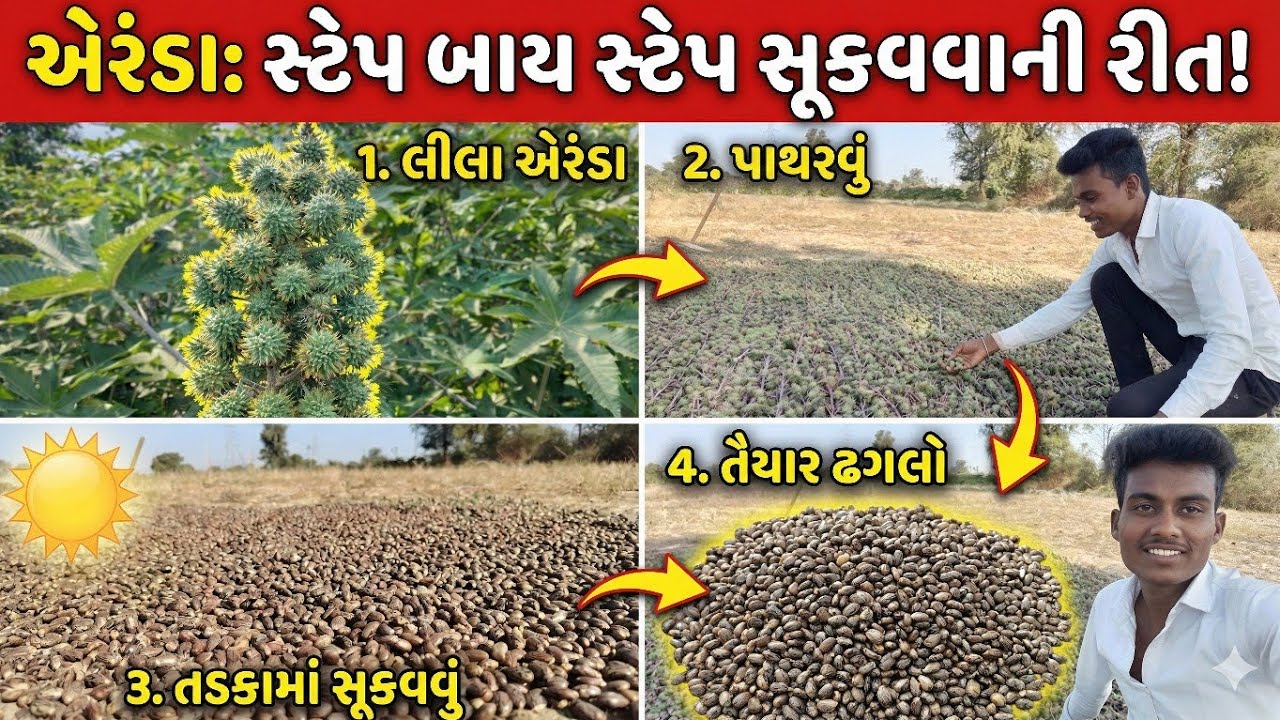 લીલા એરંડાને કેવી રીતે સુકવવા? જુઓ આખો વીડિયો | Gujarati Vlog | Daily Vlog 