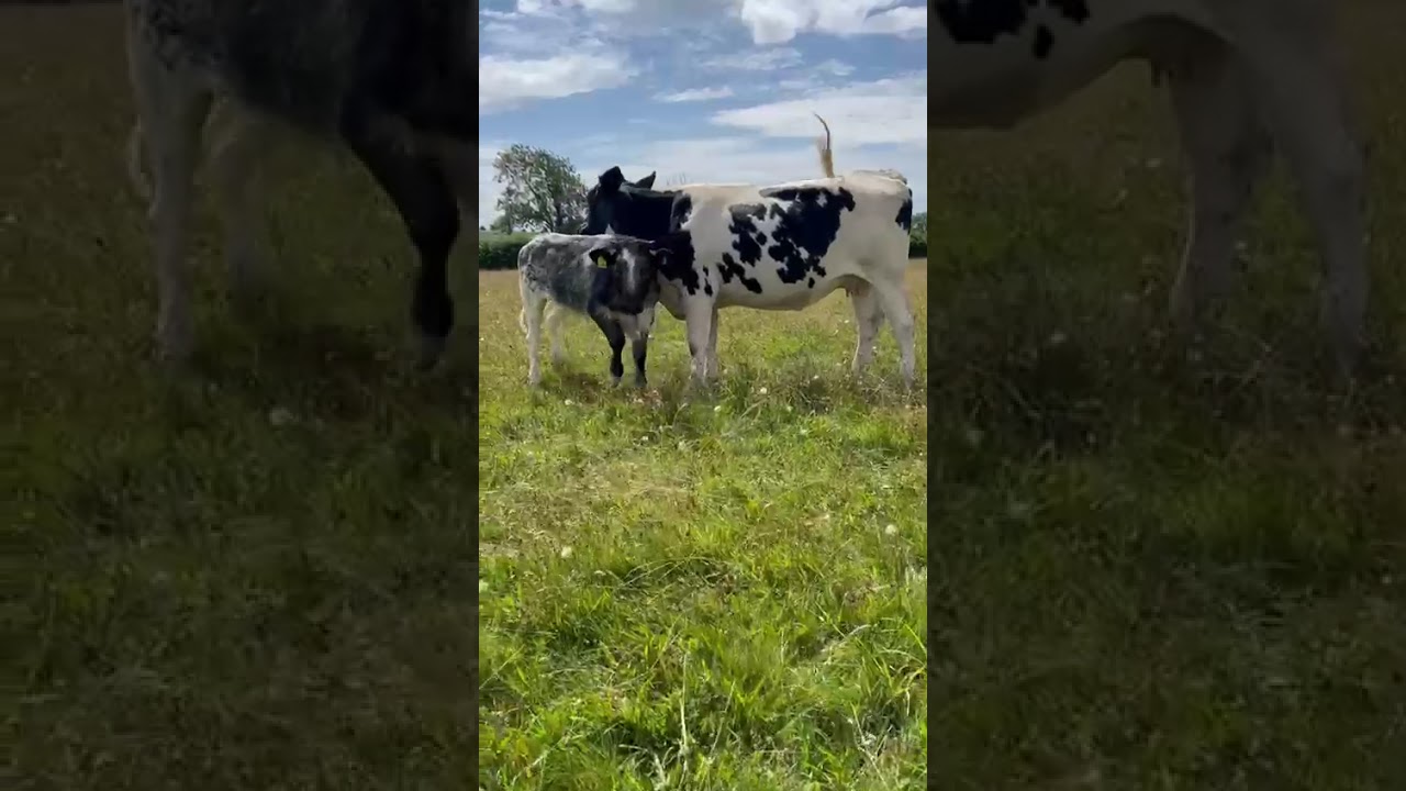 3YO BRITISH BLUE COW & CALF AT FOOT