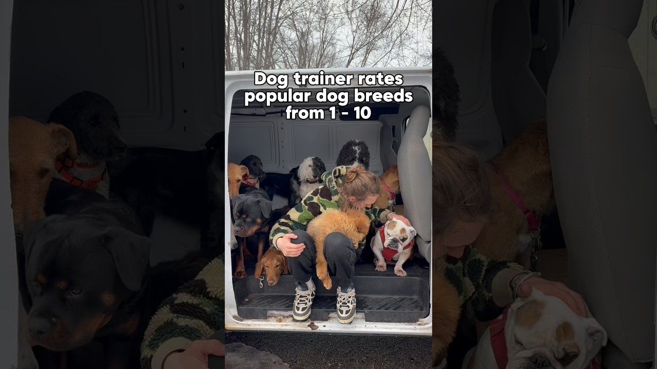 КАРЬЕРА СОБАК ДЛЯ РАЗНЫХ ПОРОД. ЧАСТЬ 38. 